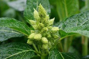 Sesame plant scientifically called Sesamum indicum