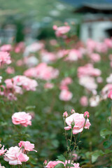 Beautiful pink roses in a rose field with soft effect