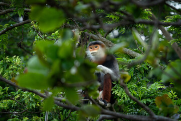 A rare species of primate inhabits Vietnam's forest. A family of red-shanked douc langurs sits in the treetops. A colourful monkey in an Asian forest.