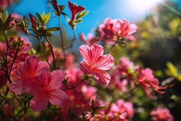 Spring sun shining on azaleas