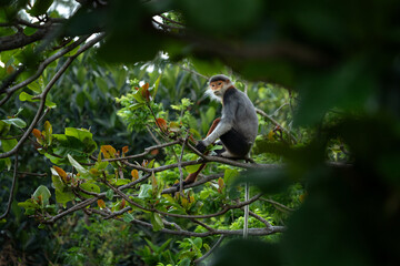 A rare species of primate inhabits Vietnam's forest. A family of red-shanked douc langurs sits in the treetops. A colourful monkey in an Asian forest.