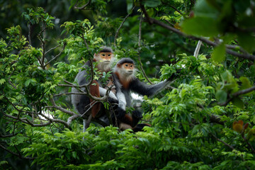A rare species of primate inhabits Vietnam's forest. A family of red-shanked douc langurs sits in the treetops. A colourful monkey in an Asian forest.