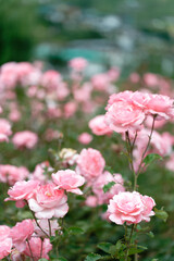 Beautiful pink roses in a rose field with soft effect