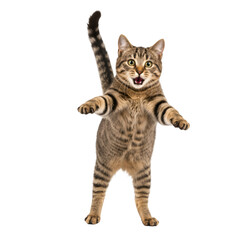 Funny Cat Illustration Dancing Upright with Transparent Background