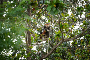 A rare species of primate inhabits Vietnam's forest. A family of red-shanked douc langurs sits in the treetops. A colourful monkey in an Asian forest.