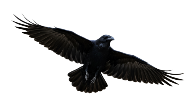 Flying Raven Isolated On Transparent Background Dark Bird Illustration