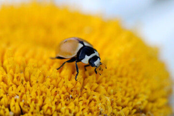 Ladybug on Daisy Carpals 23