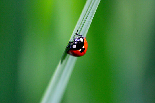Ladybug Face on Green 01