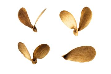 a group of four seeds on a white surface
