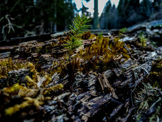 moss on the ground