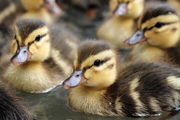 young ducks