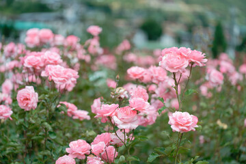 Beautiful pink roses in a rose field with soft effect