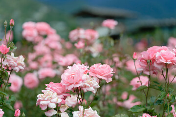 Close-up of blooming pink roses in garden with bokeh effect