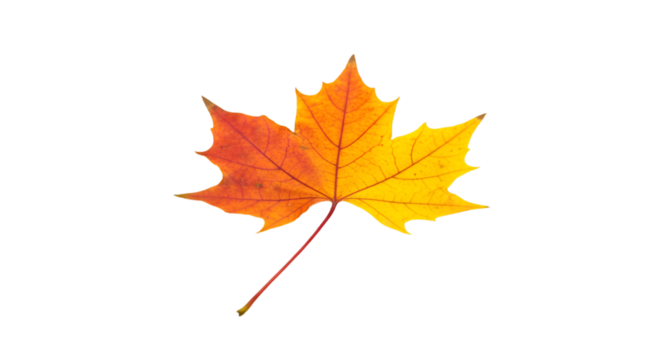 Isolated Autumn Leaf Illustration On Transparent Background For Design