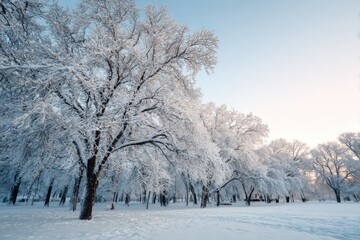 Fototapeta premium Snow covered trees in silent winter morning 