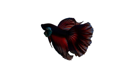 Fototapeta premium Isolated Betta Fish Illustration On Black Background with Detailed Colors