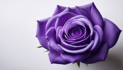 delicate purple rose with intricate violet petals unfolding on a pristine white canvas purple rose blooming