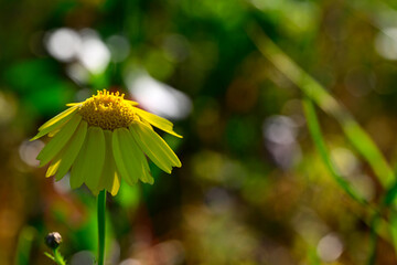 Saat-Wucherblume // Corn marigold (Glebionis segetum) - Peloponnes, Griechenland
