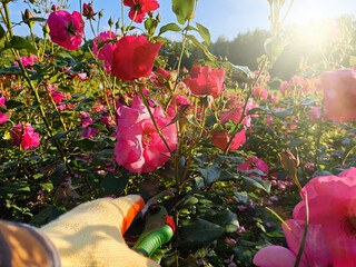 Gardener Pruning Pink Roses in Summer Garden at Sunset. A close-up of a gardener’s gloved hand...
