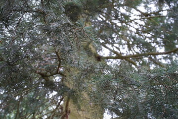 Teilaufnahme einer Kolorado-Tanne (Abies concolor) 