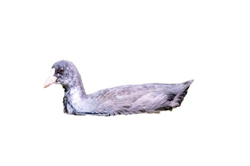 Red-knobbed coot swimming peacefully in green water