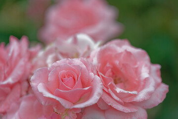 Close-up of blooming pink roses in garden with bokeh effect