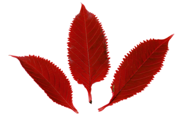 a close up of three red leaves on a white background