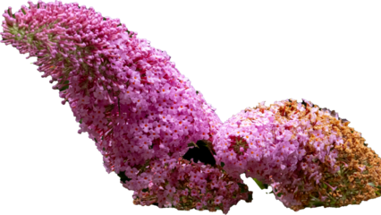 Pink butterfly bush blooming in summer garden
