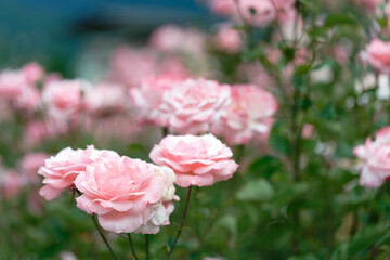Close-up of blooming pink roses in garden with bokeh effect
