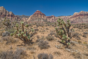 Red Rock Canyon near Las Vegas