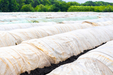 Plastic-covered rows in a large agricultural field amidst green foliage in the background during...