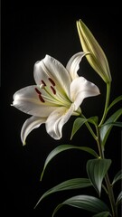 Obraz premium Elegant white lily bloom with bud against a dark background