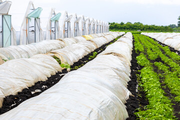 Rows of green crops covered with protective fabric in a farm field during a sunny day
