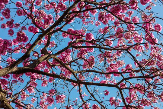 Ip&ecirc; com flores rosas vibrantes sob c&eacute;u azul claro, capturada em um dia ensolarado, destacando a beleza da natureza em primavera