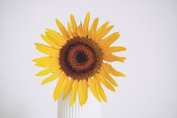 Beautiful sunflower in full bloom in vase against white background. Selective focus.