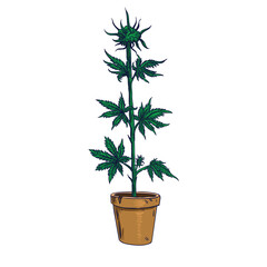 A green leaf of cannabis inflorescence isolate on a white background ai