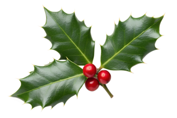 A sprig of holly with red berries and green leaves isolated on transparent background for christmas