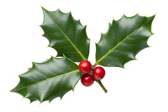 A sprig of holly with red berries and green leaves isolated on transparent background for christmas - Powered by Adobe