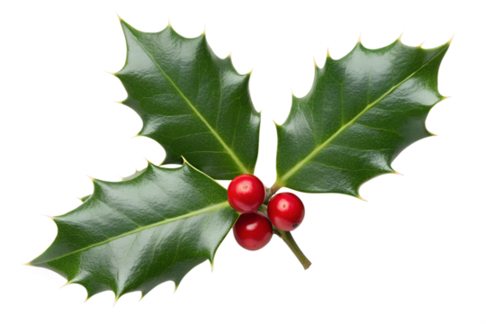 A sprig of holly with red berries and green leaves isolated on transparent background for christmas