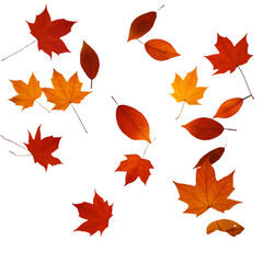 Isolated Autumn Leaves Illustration On Transparent Background