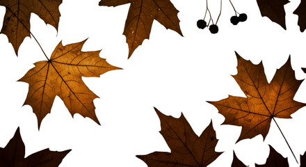 Isolated Autumn Leaves Illustration On Transparent Black Background