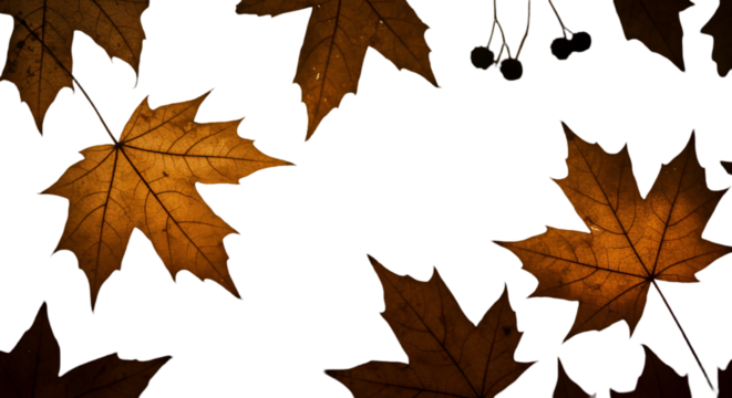 Isolated Autumn Leaves Illustration On Transparent Black Background - Powered by Adobe