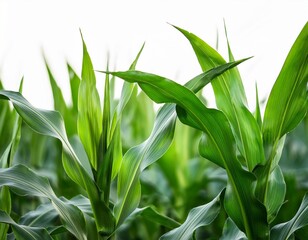 Fototapeta premium green corn or cob plant leaves field isolated on white background agriculture farming and crop growth organic summer plantation harvest fresh rural maize countryside cultivation
