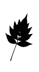 Isolated Black Silhouette Leaf Illustration On Transparent Background