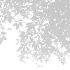 Fototapeta premium shadow overlay effect. Gray shadow of leaves isolated on white background. Plant foliage leaf shadow light effect. Mockup Blurred tree branch shadow. Ideal for summer spring design elements PNG
