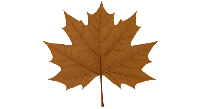 Isolated Brown Autumn Leaf On A Transparent Background Illustration