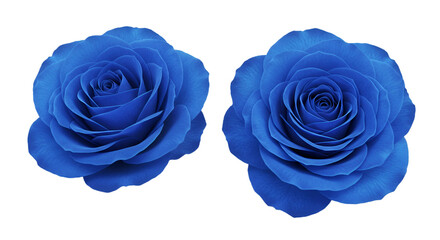 Isolated Blue Rose Blossoms Against Transparent Background