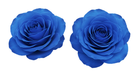 Isolated Blue Rose Blossoms Against Transparent Background