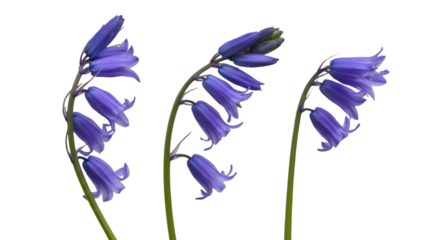 Isolated Bluebell Flowers Illustration With Purple Color and Black Background