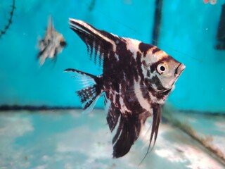Beautiful Zebra Angelfish Swimming Gracefully in a Freshwater Aquarium with Turquoise Water and a...